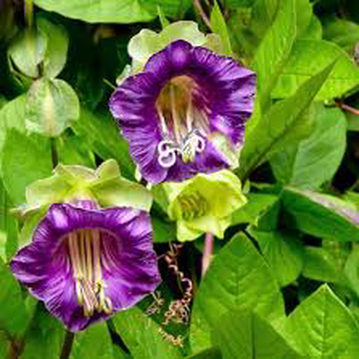 Purple Cathedral Bells Cobaea Scandens Flower Seeds for Planting  Heirloom Non-GMO High Germination Organic Garden Seeds