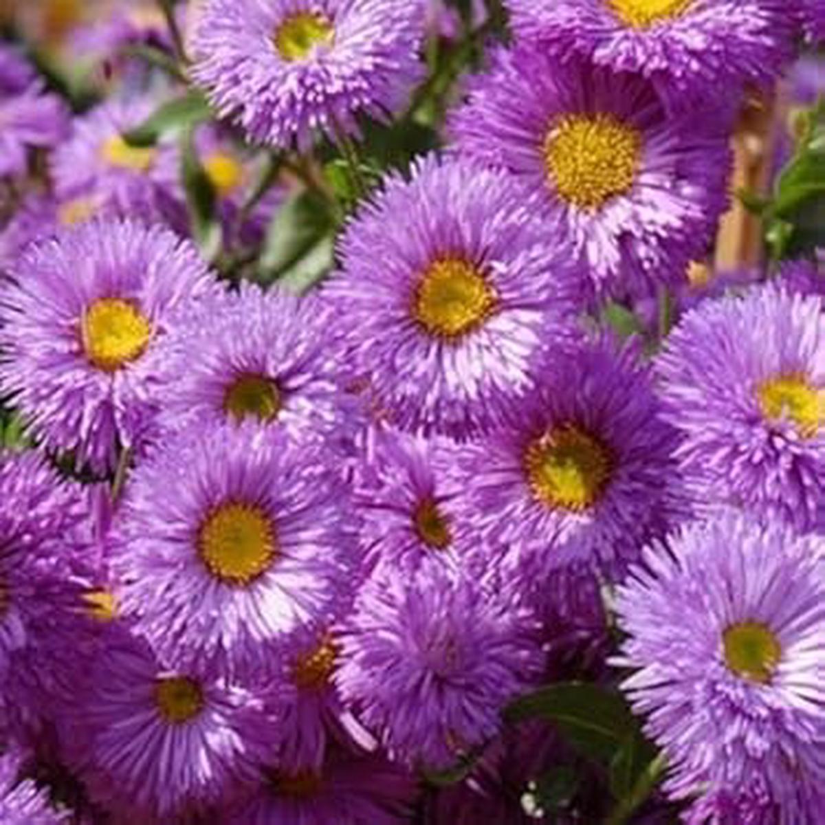 Purple Erigeron Speciosus Flower Seeds for Planting, NON GMO Seeds