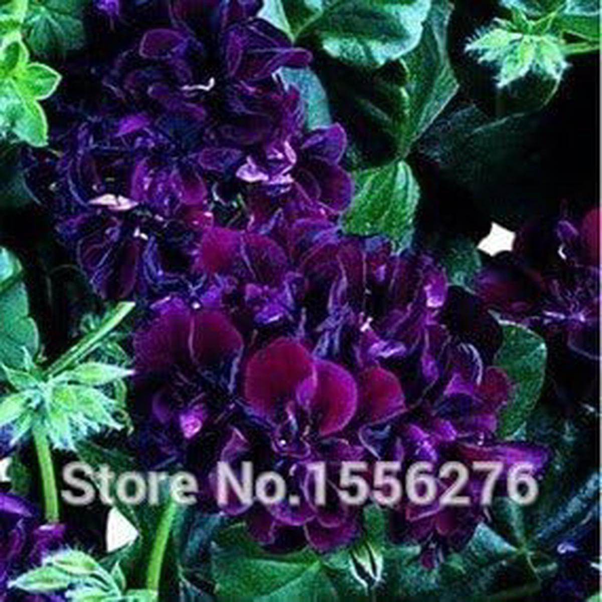 Purple Geranium Pelargonium Flower Seeds for Planting Heirloom, Non-GMO, High Germination Organic Garden Seeds