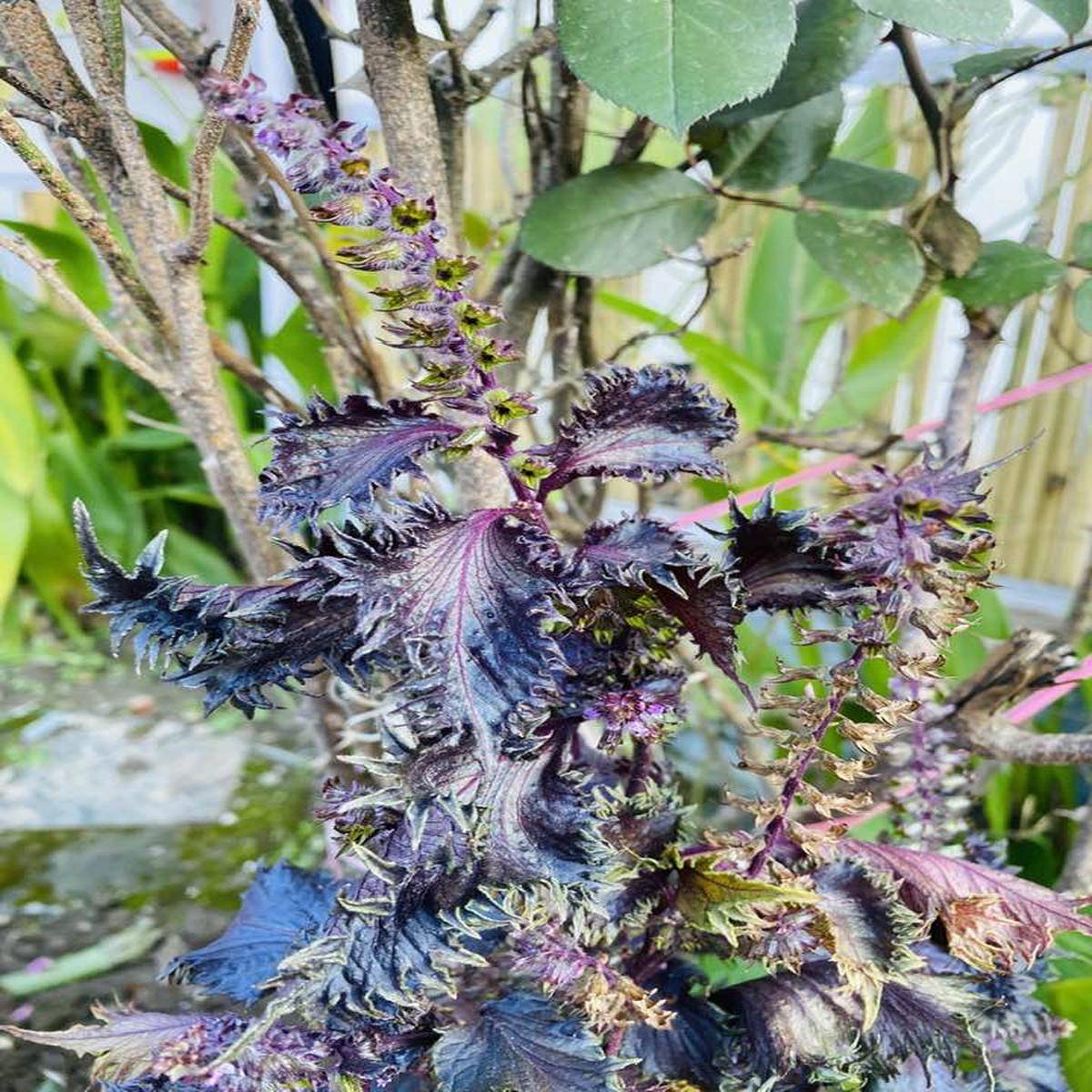 Purple Perilla Flower Seeds for Planting  Heirloom, Non-GMO, High Germination Organic Garden Seeds