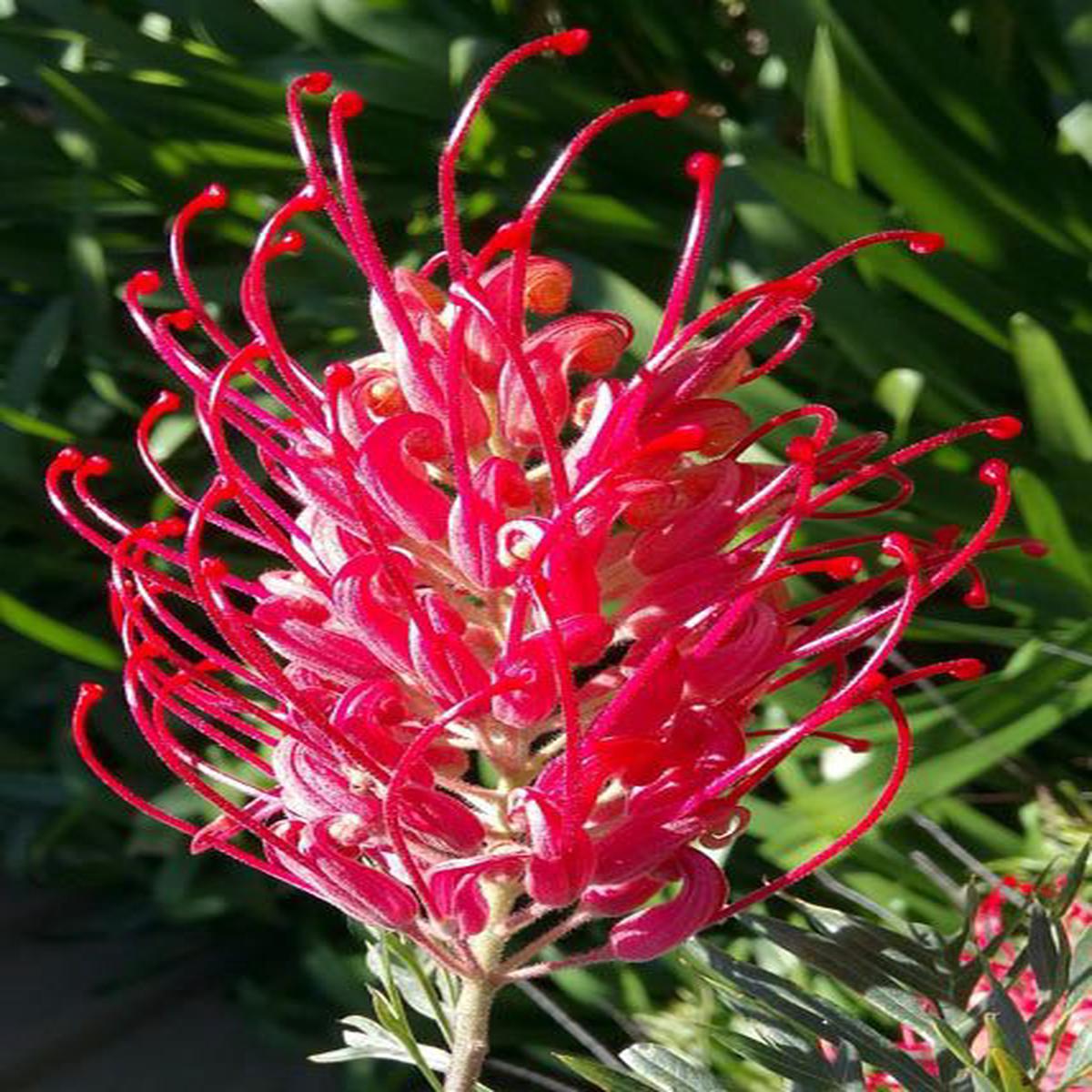 Red Grevillea Robusta Flower Seeds for Planting Cut Flower Favorite, Heirloom, Non-GMO Organic Garden Seeds