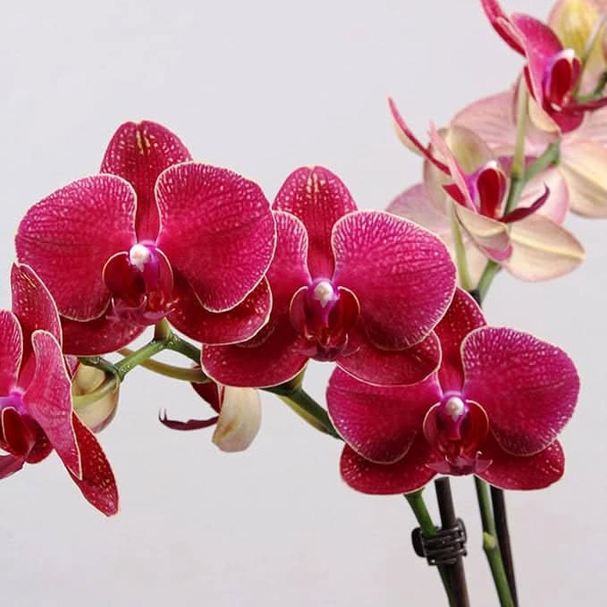 Red Orchid Perennial Flower Seeds for Balcony & Garden