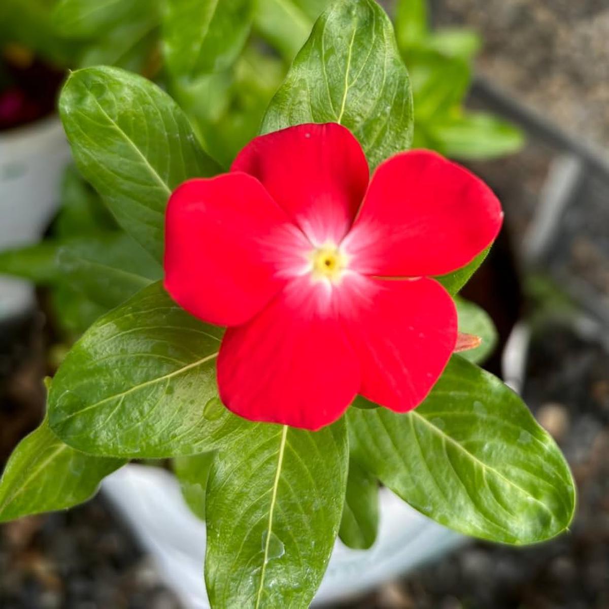 Red Vinca Periwinkle Flower Seeds  Heirloom Non-GMO Seeds for Planting High Germination Organic Garden Blooms