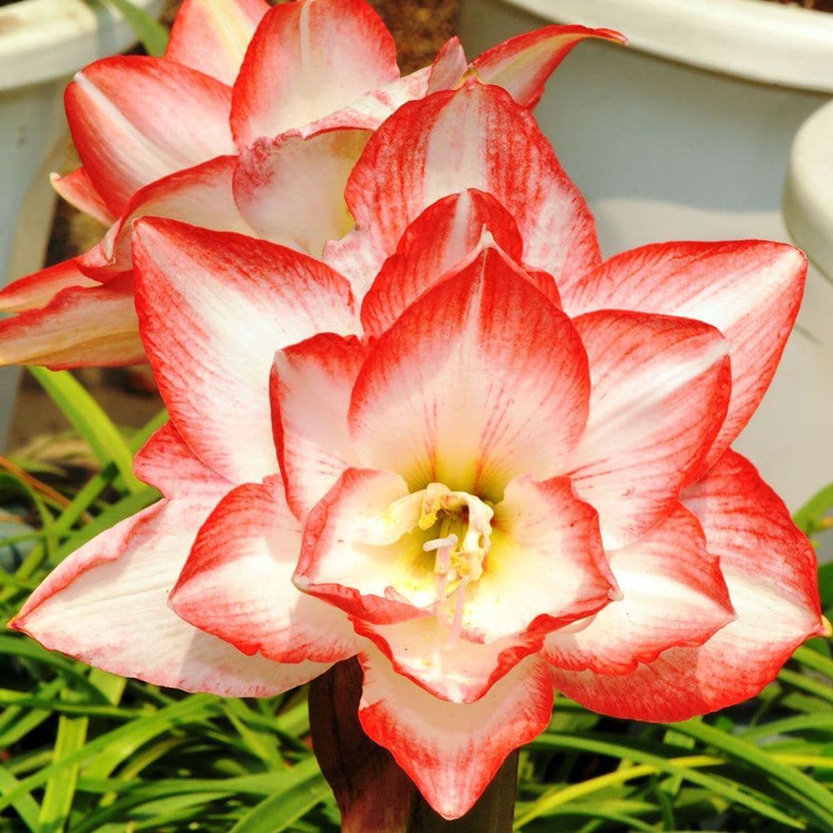 Red White Hippeastrum Rutilum Flower seeds for Planting Fragrant Blossoms Heirloom & GMO Free Seeds for Home Garden Sale