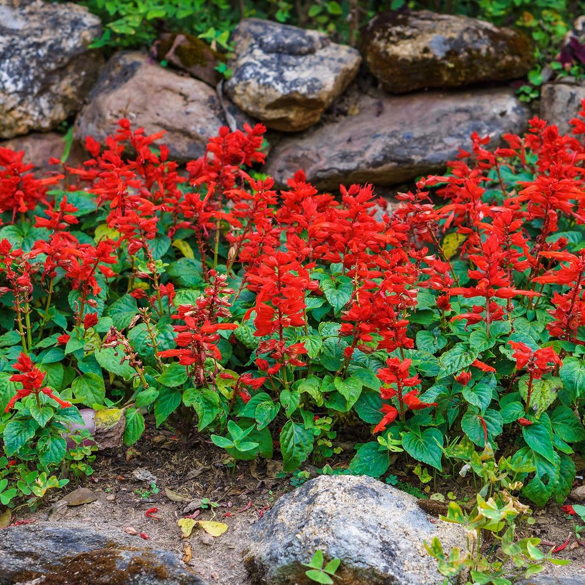 Salvia Salvia Coccinea Flower Seeds for Planting  Bright Blooms for Pollinator Gardens and Garden Borders