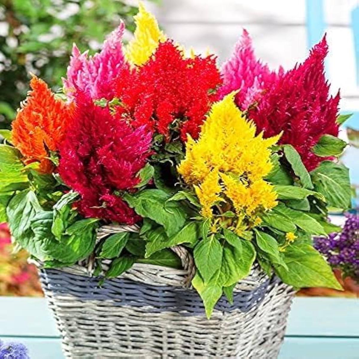 Silver Celosia Mixed Color Ridge Seeds for Planting for Flower Bed