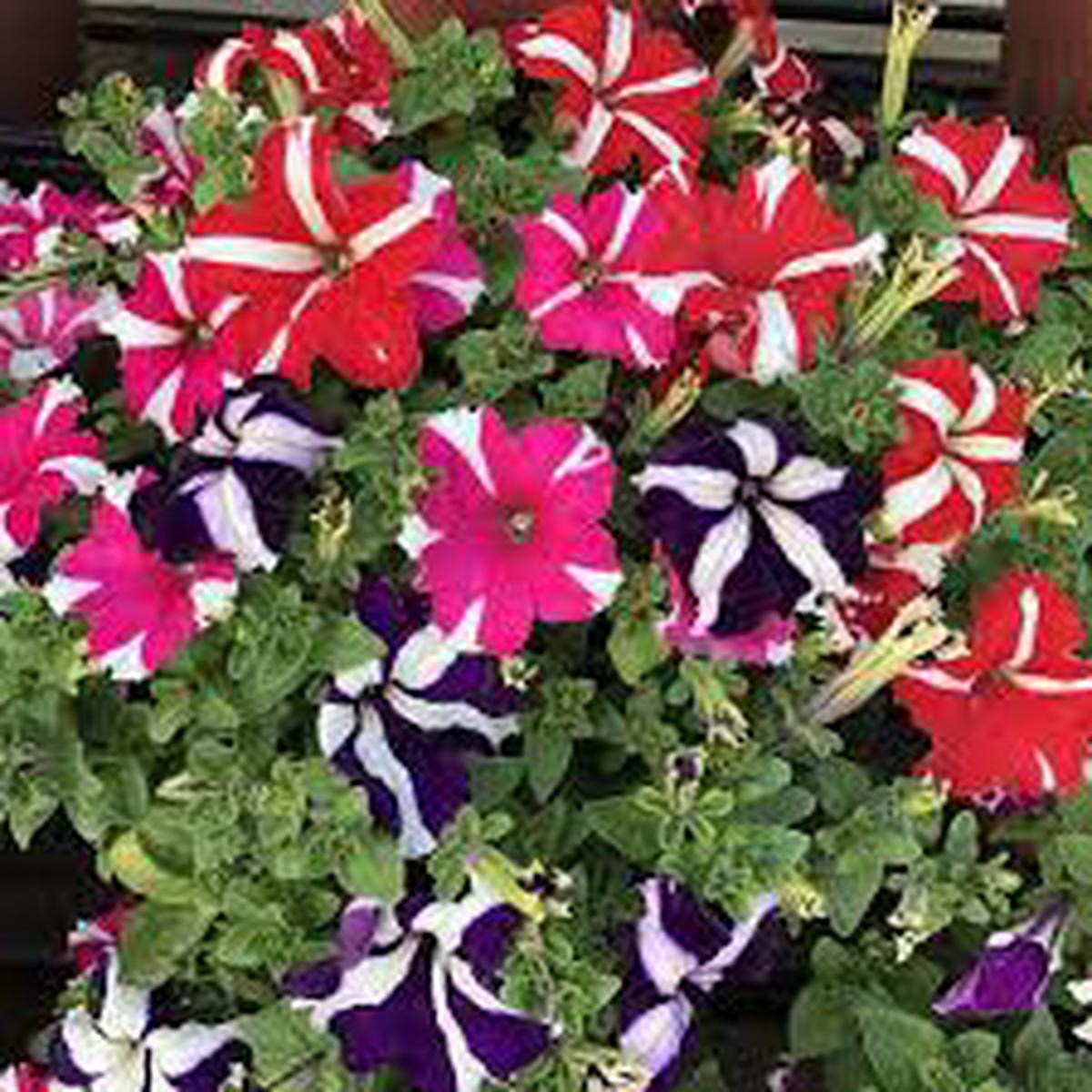 Starry Petunia Multi-Colour Flower Seeds for Planting  Heirloom, Non-GMO Seeds, High Germination, Vibrant Blooms