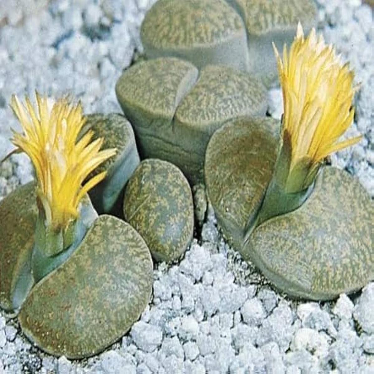 Succulent Lithops Pseudotruncatella Cactus Seeds for Planting