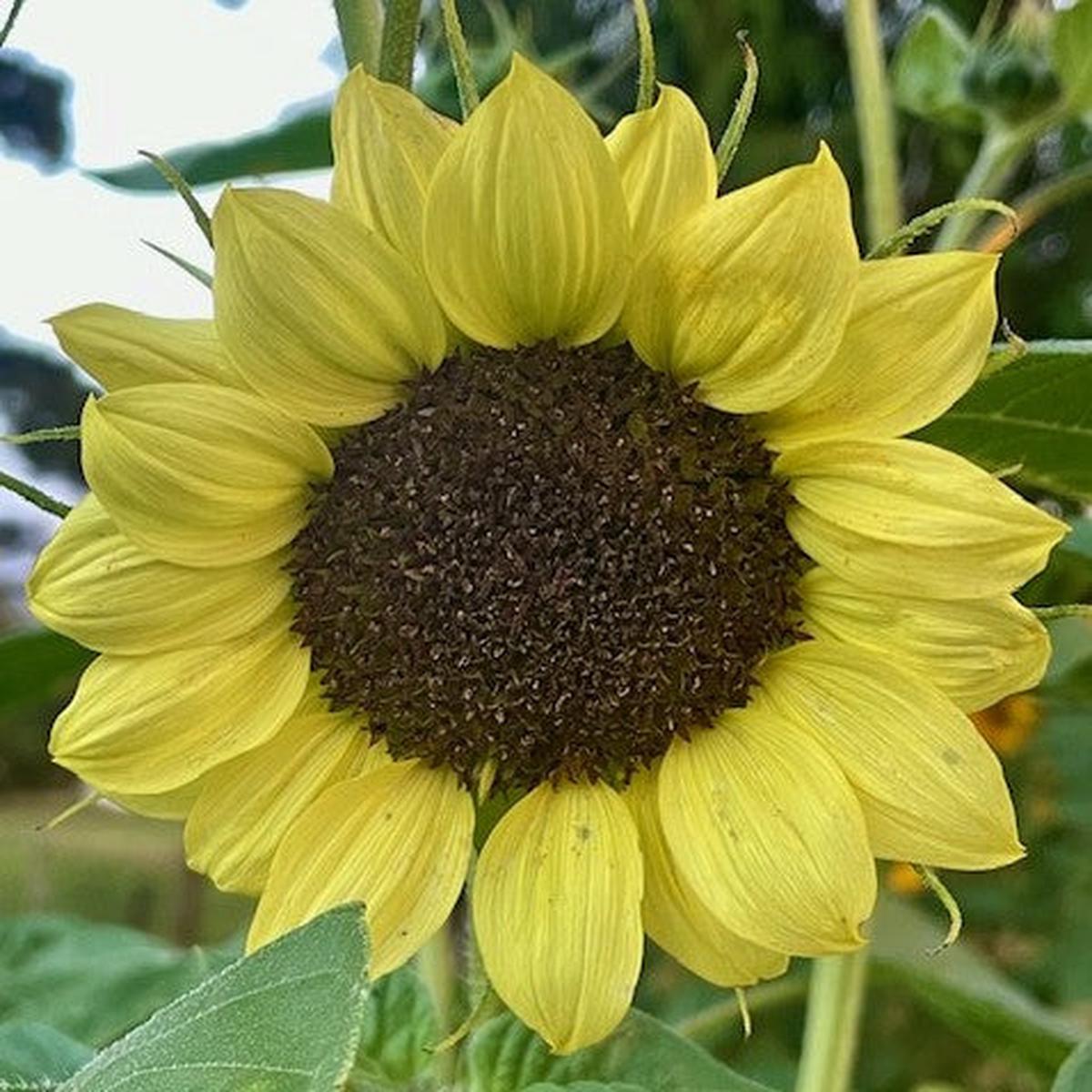 Sunflower 'Moonwalker' Seeds for Planting  Heirloom, Non-GMO, Easy to Grow, Annual