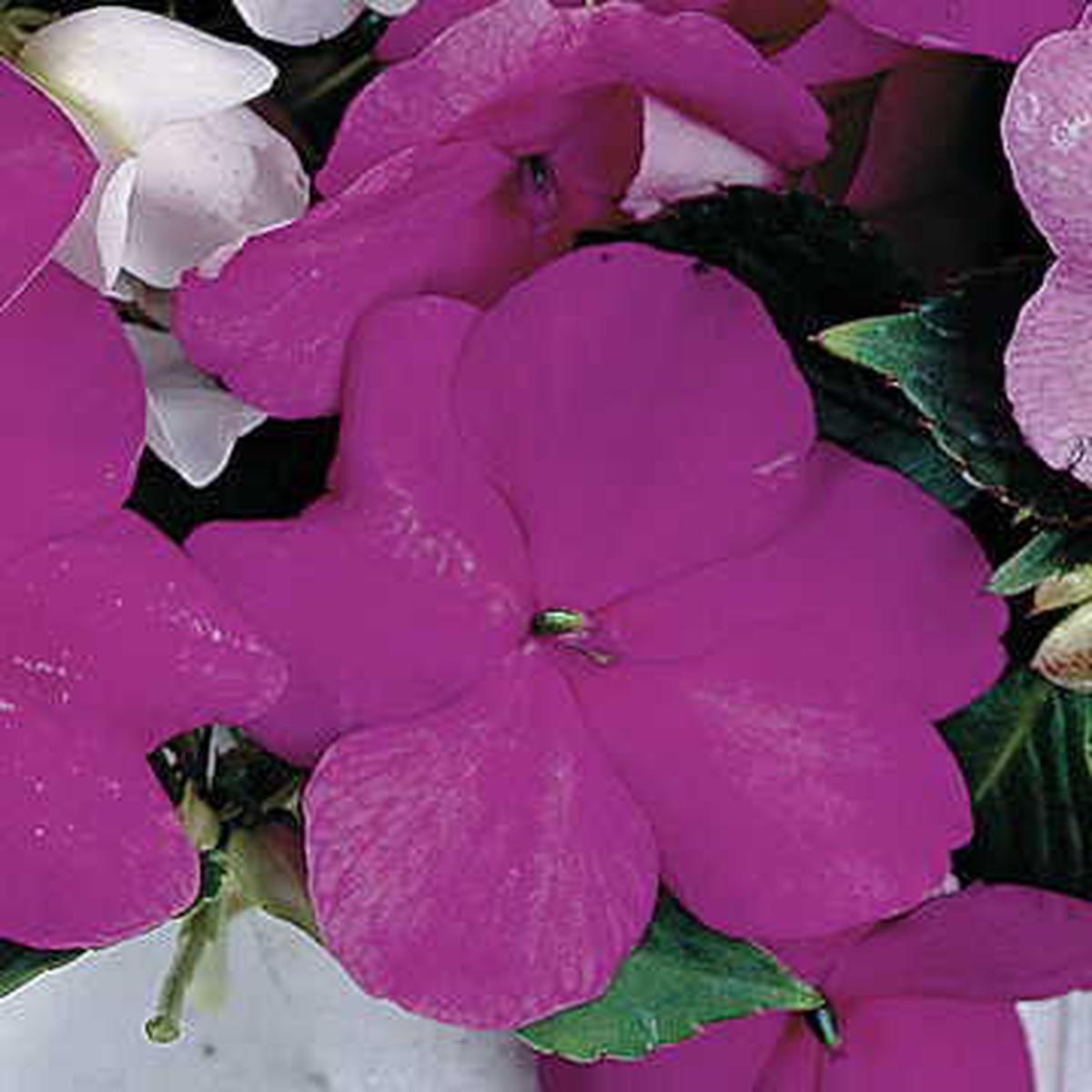 Sunny Lady Lavender Impatiens Seeds | Soft Blue-Lavender Impatiens  Heirloom, Non-GMO, High Germination Organic Garden Seeds