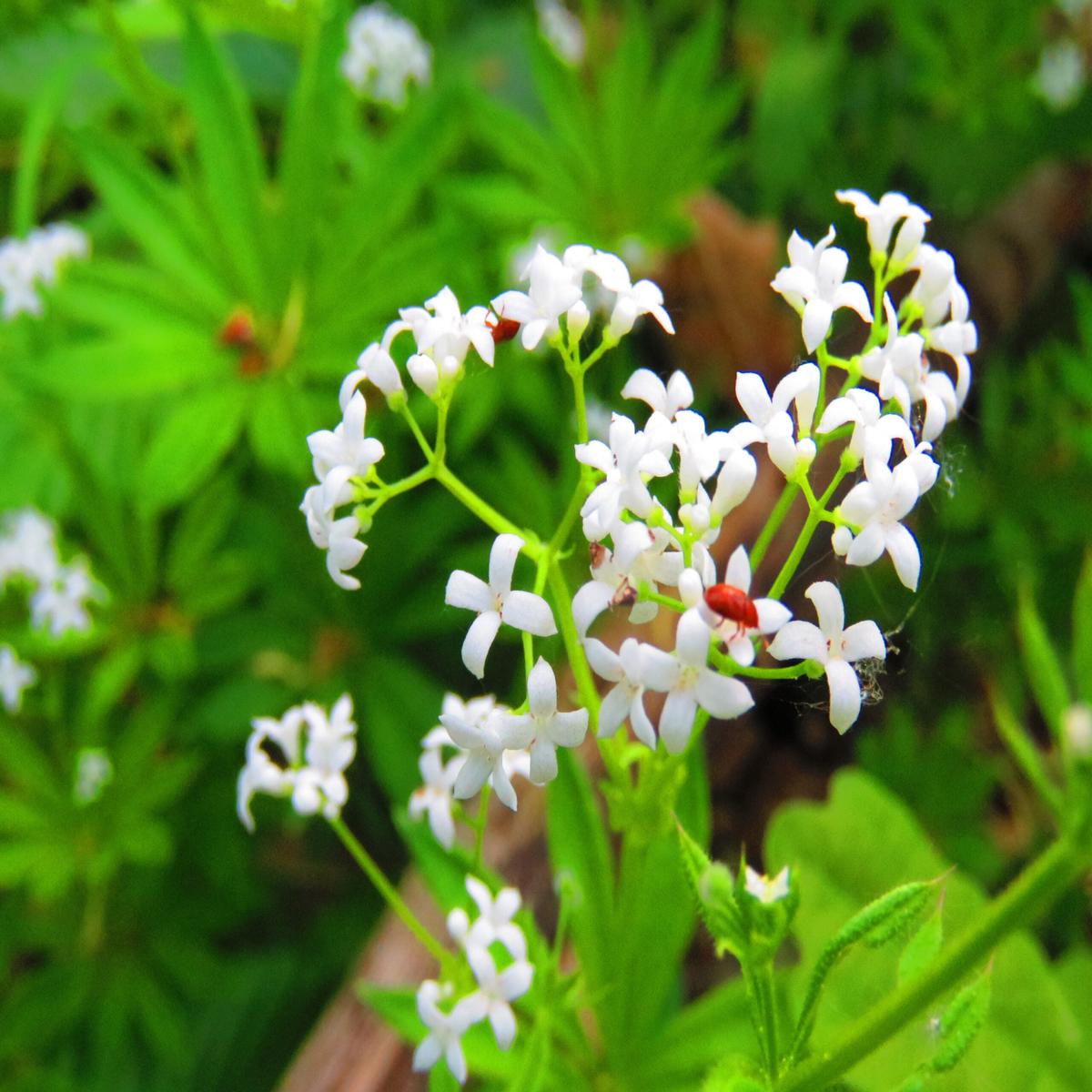 Sweet Woodruff Flower Seeds for Planting  Heirloom, Non-GMO, High Germination Organic Garden Seeds for Fragrant Blooms