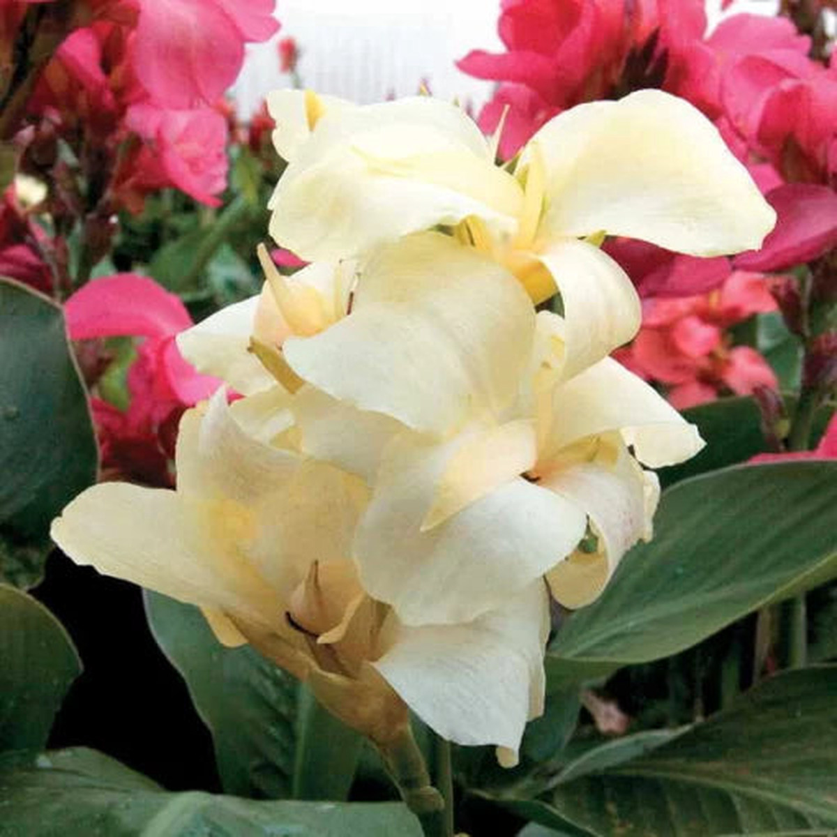 Tropical White Canna Seeds | Pure White Canna Lily Variety  Heirloom, Non-GMO, High Germination Organic Garden Seeds