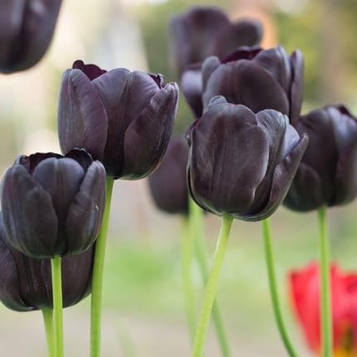 Tulip Flower - Heirloom, Non - Gmo Seeds