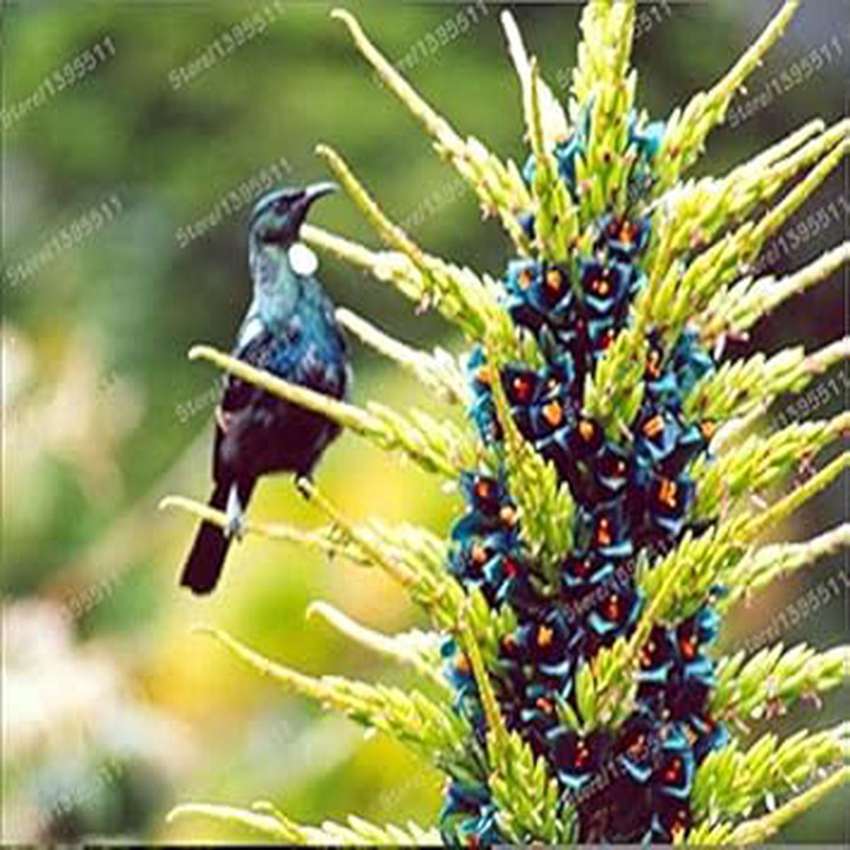 Violet Sapphire Tower Flower seeds for Planting - Drought Tolerant, Heirloom & GMO Free Seeds for Home Garden