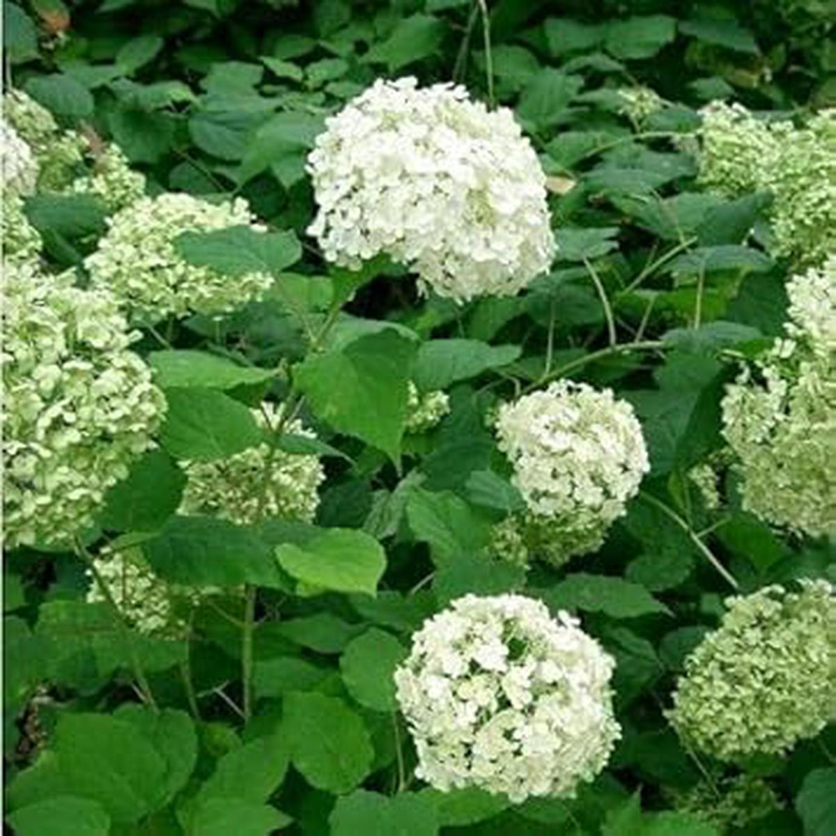 White Green Hydrangea Flower Seeds for Planting | Heirloom Non-GMO High Germination