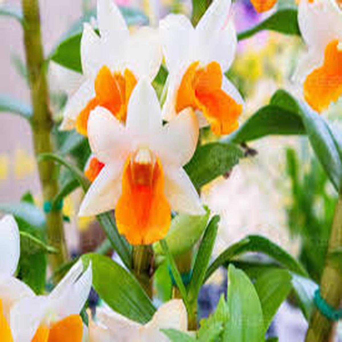 White Orange Orchid Flower Seeds for Planting  Cut Flower Favorite, Heirloom & Non-GMO Seeds for Home Garden, 100pcs