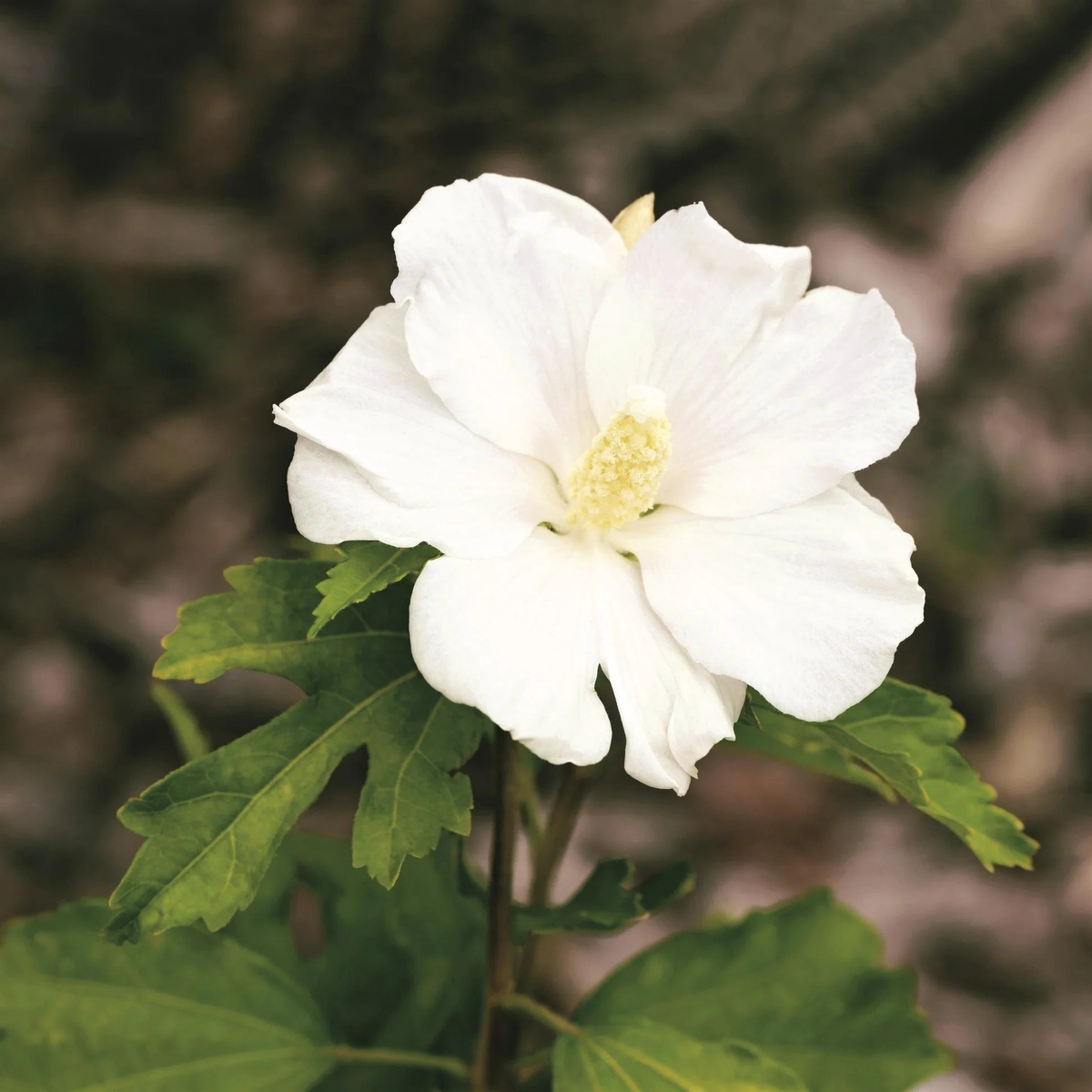 White Sharon Rose Plant Seeds for Planting  Non-GMO, Heirloom Garden Seeds for Growing