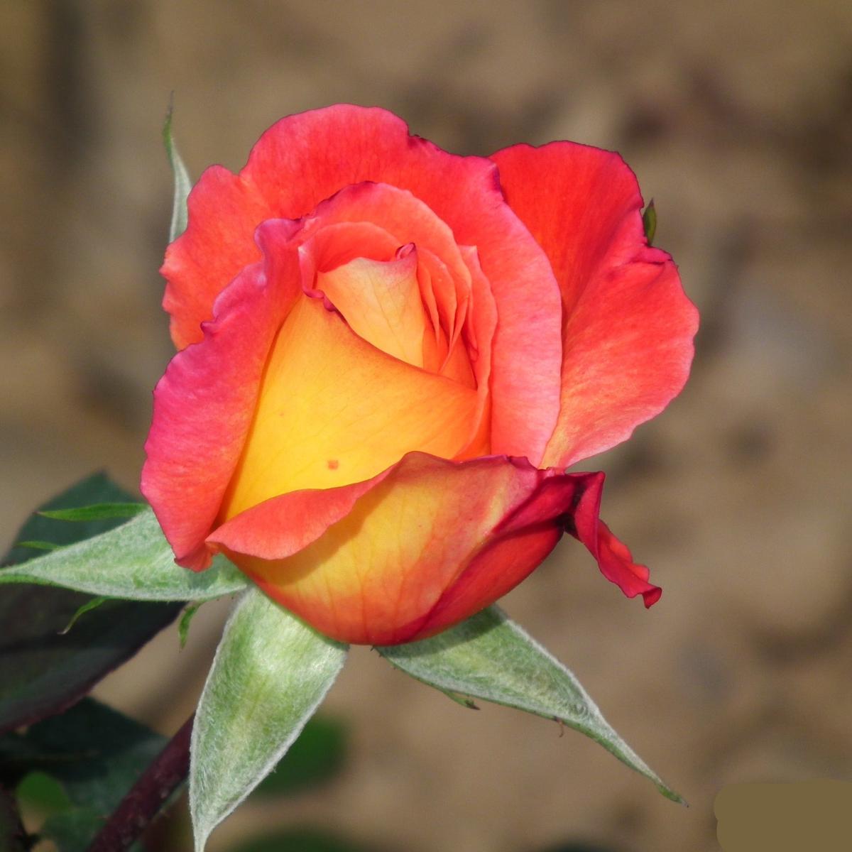 Yellow Red Rose Flower Seeds for Planting Heirloom, Non-GMO, High Germination Organic Garden Seeds