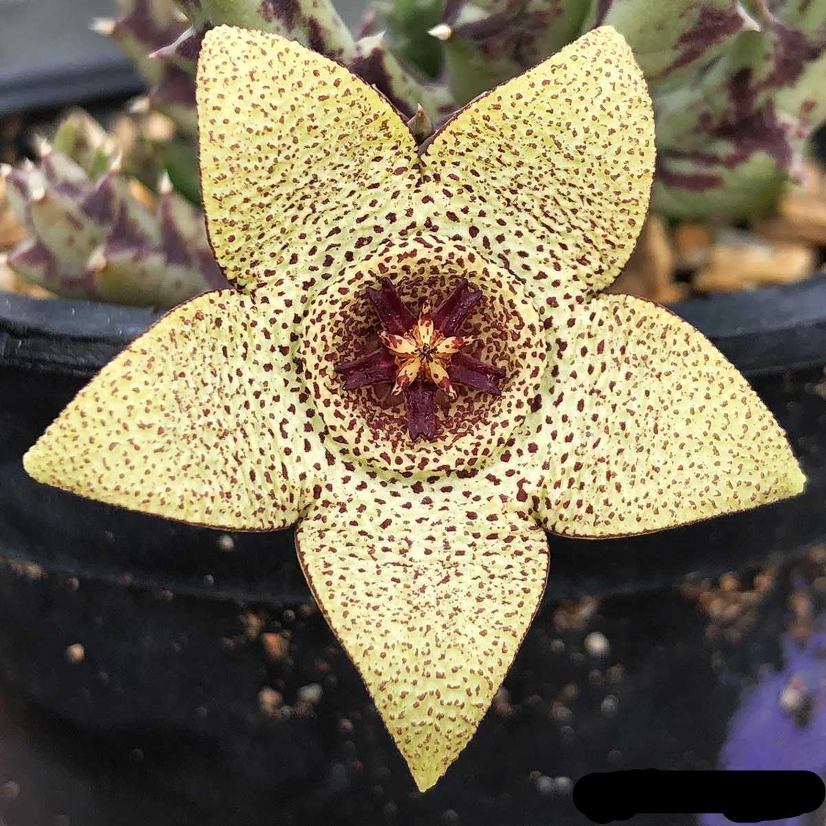 Yellow Stapelia Flower Seeds for Planting  Heirloom Non-GMO Succulent Plant Seeds, High Germination