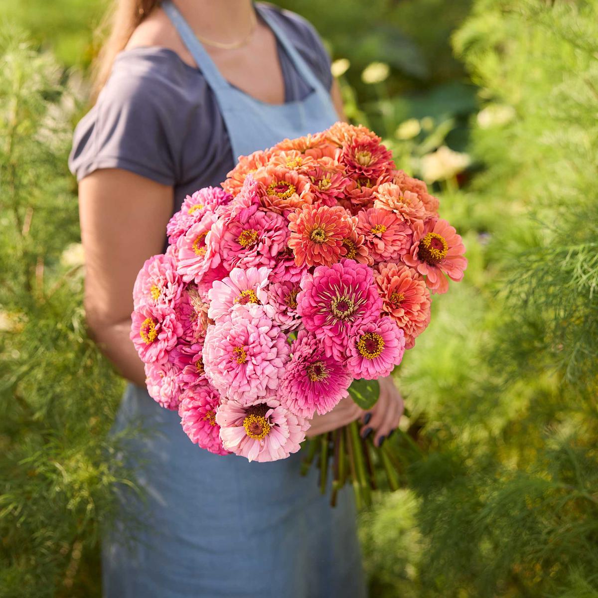 Zinnia Bundle - Benary's Giant Pink & Coral