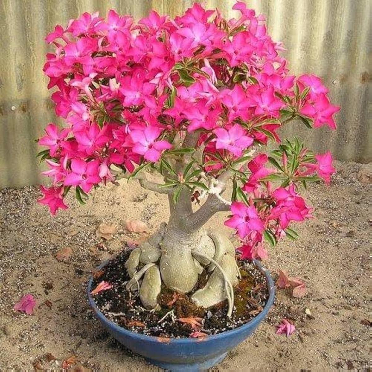 Adenium Obsum Desert Rose Triple King Pandora pcs