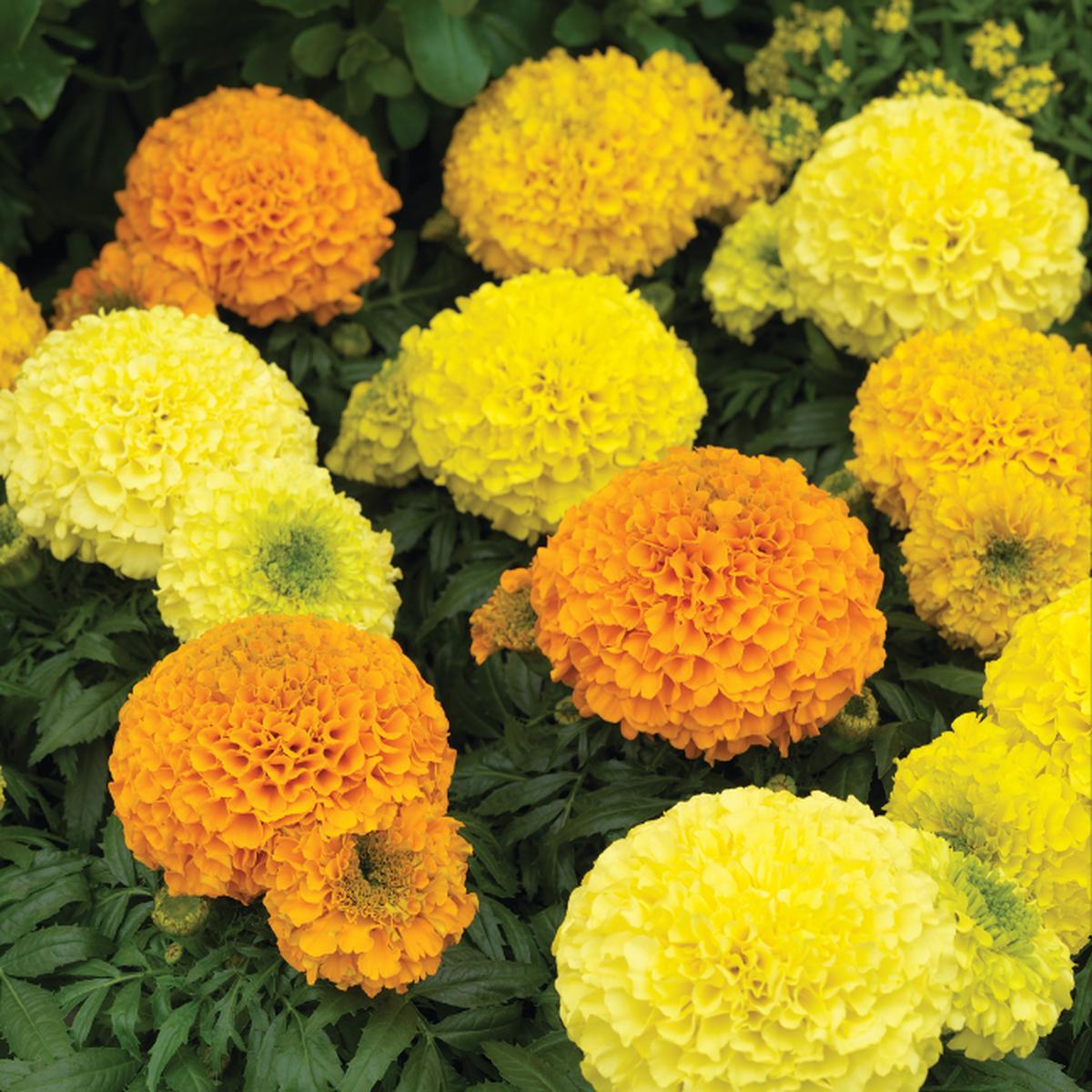 Antigua Hybrid Series Formula Mix Marigold Seeds - Packet - 20 Seeds