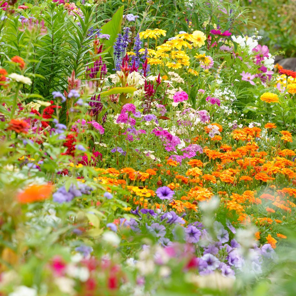 Autumn Sowing Flower seeds for Planting Easy to Grow Heirloom & GMO Free Seeds for Home Garden