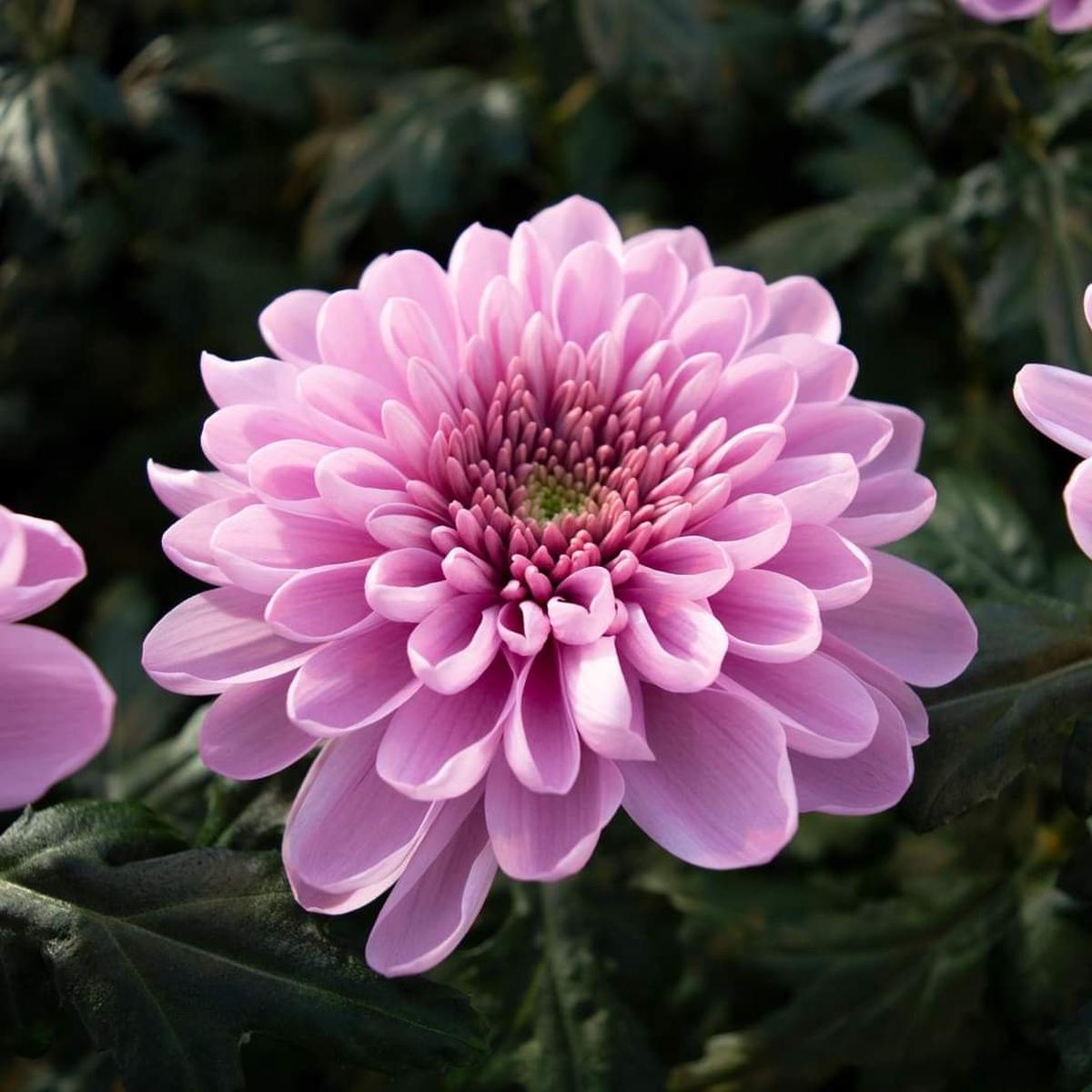 Baby Pink Chrysanthemum Flower seeds for Planting - Pollinator Friendly, Heirloom & GMO Free Seeds for Home Garden Non-GMO