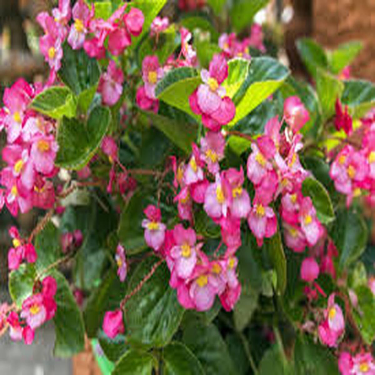 Begonia Flower Seeds for Planting - Wildflower Mix, Heirloom, Non-GMO & High Germination Garden Seeds, 100pcs