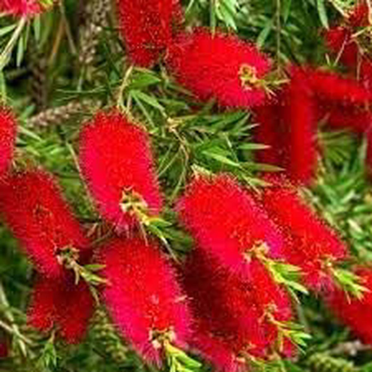 BottleBrush Flower seeds for Planting Compact Growth Heirloom & GMO Free Seeds for Home Garden