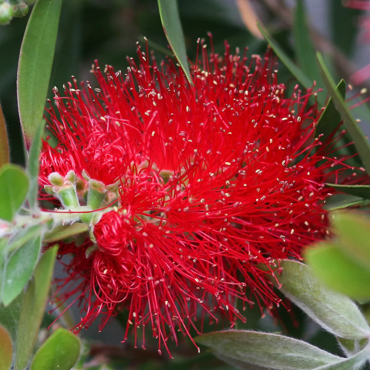 Callistemon Citrinus Tree Seeds Planting Guide