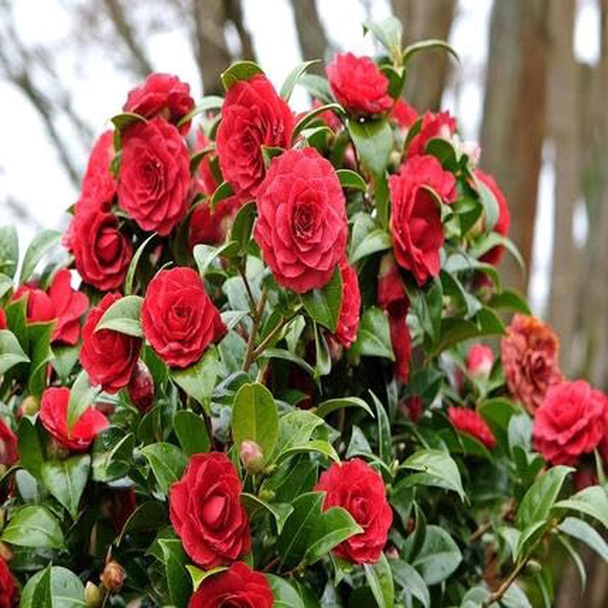 Camellia Flower Red - Heirloom, Non - Gmo Seeds
