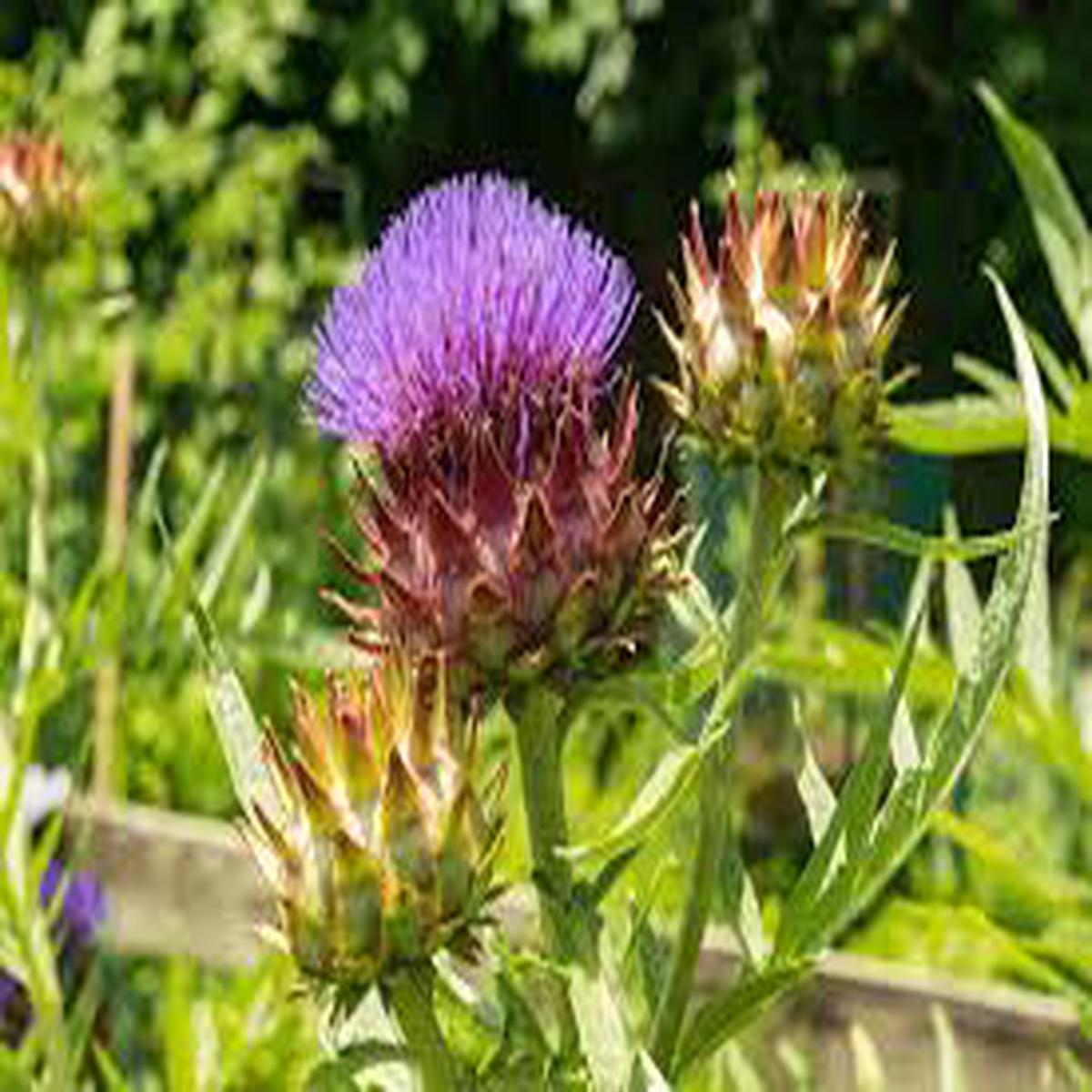 Cynara Flower Seeds for Planting  Organic, Heirloom, Non-GMO Edible Medicinal Herb Seeds with High Germination