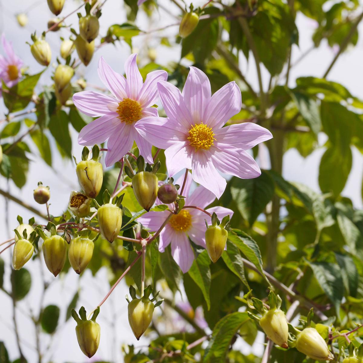 Dahlia Imperialis Flower Seeds for Planting  Heirloom, Non-GMO, Easy to Grow, Annual Blooms