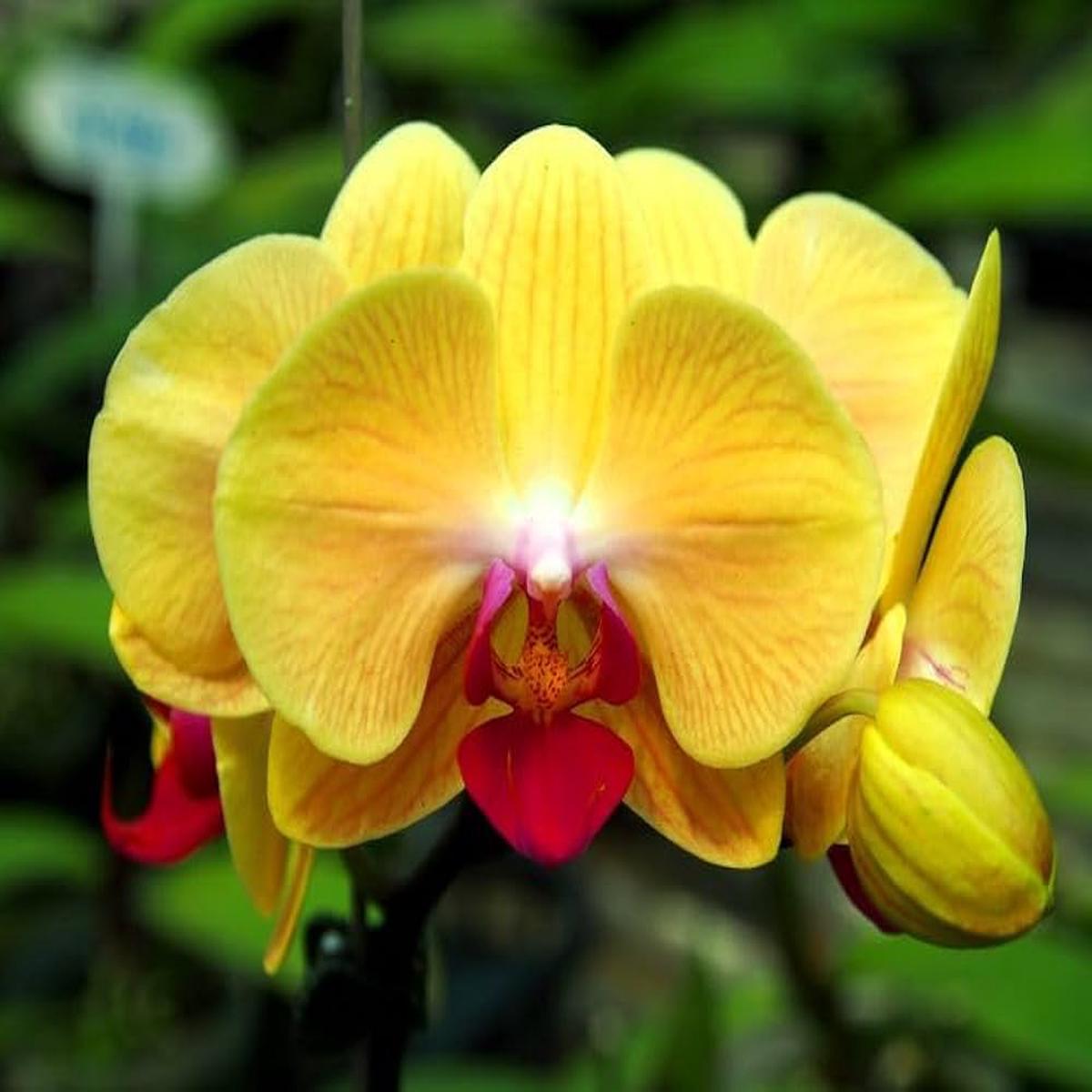 Deep Yellow Phalaenopsis Orchid Flower Seeds for Planting  Heirloom, Non-GMO, High Germination Exotic Seeds