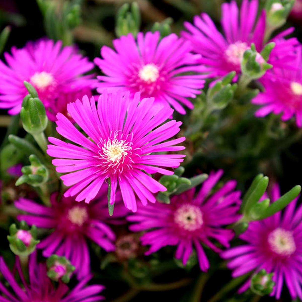 Delosperma Flower seeds for Planting Vibrant Colors Heirloom & GMO Free Seeds for Home Garden