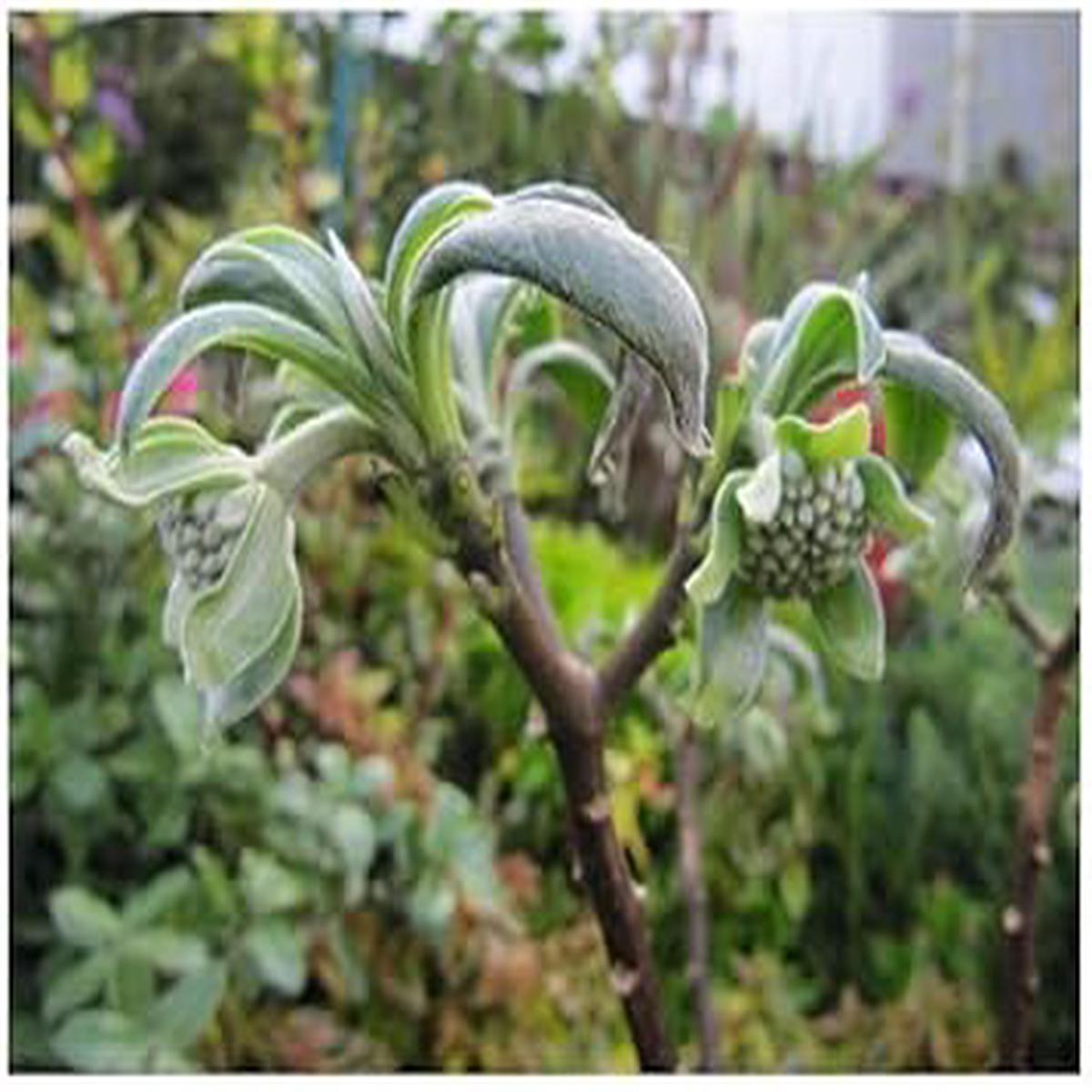 Edgeworthia Flower seeds for Planting - Premium Quality, Heirloom & GMO Free Seeds for Home Garden