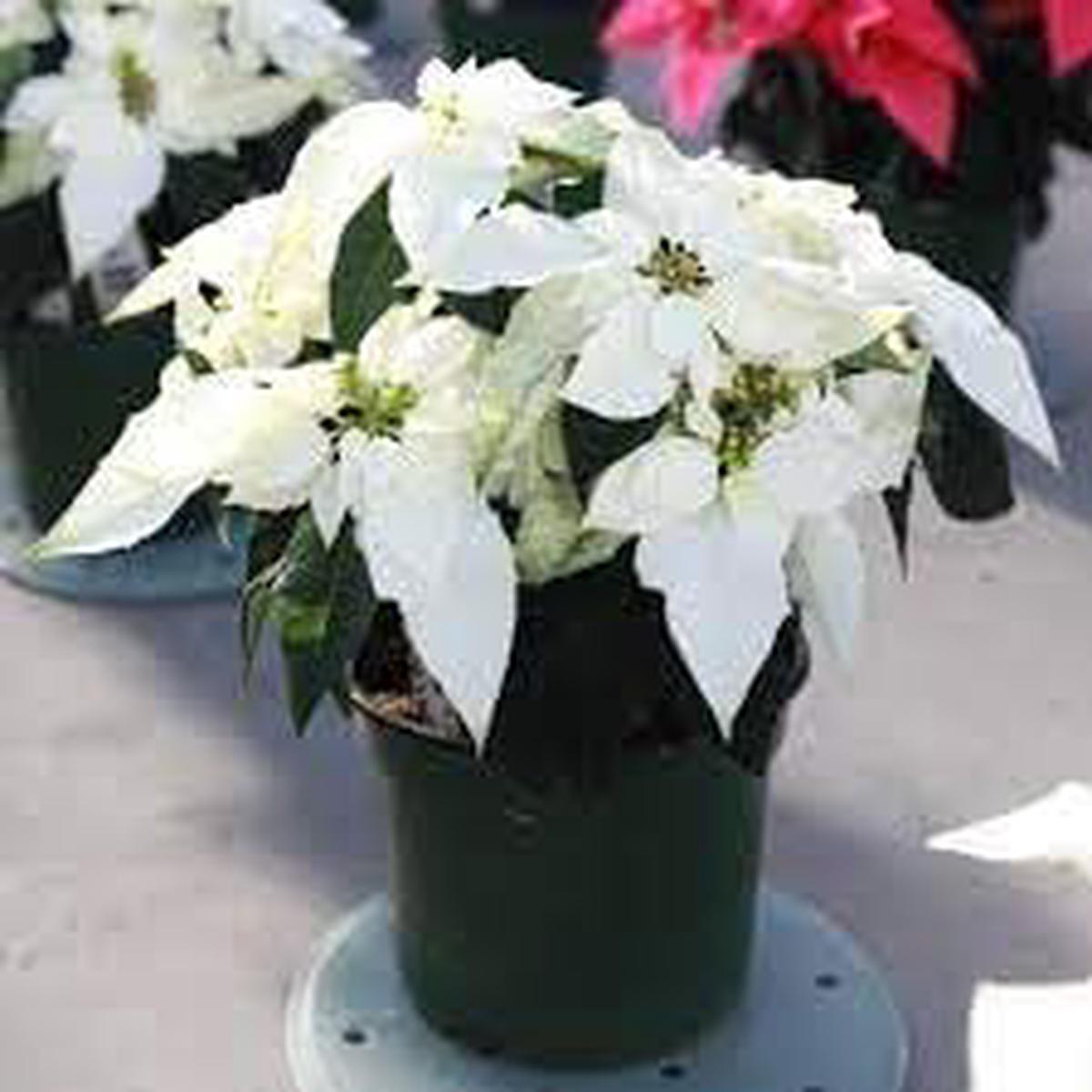 Euphorbia Pulcherrima Flower Seeds for Planting  Heirloom, Non-GMO, Easy to Grow Organic Garden Seeds