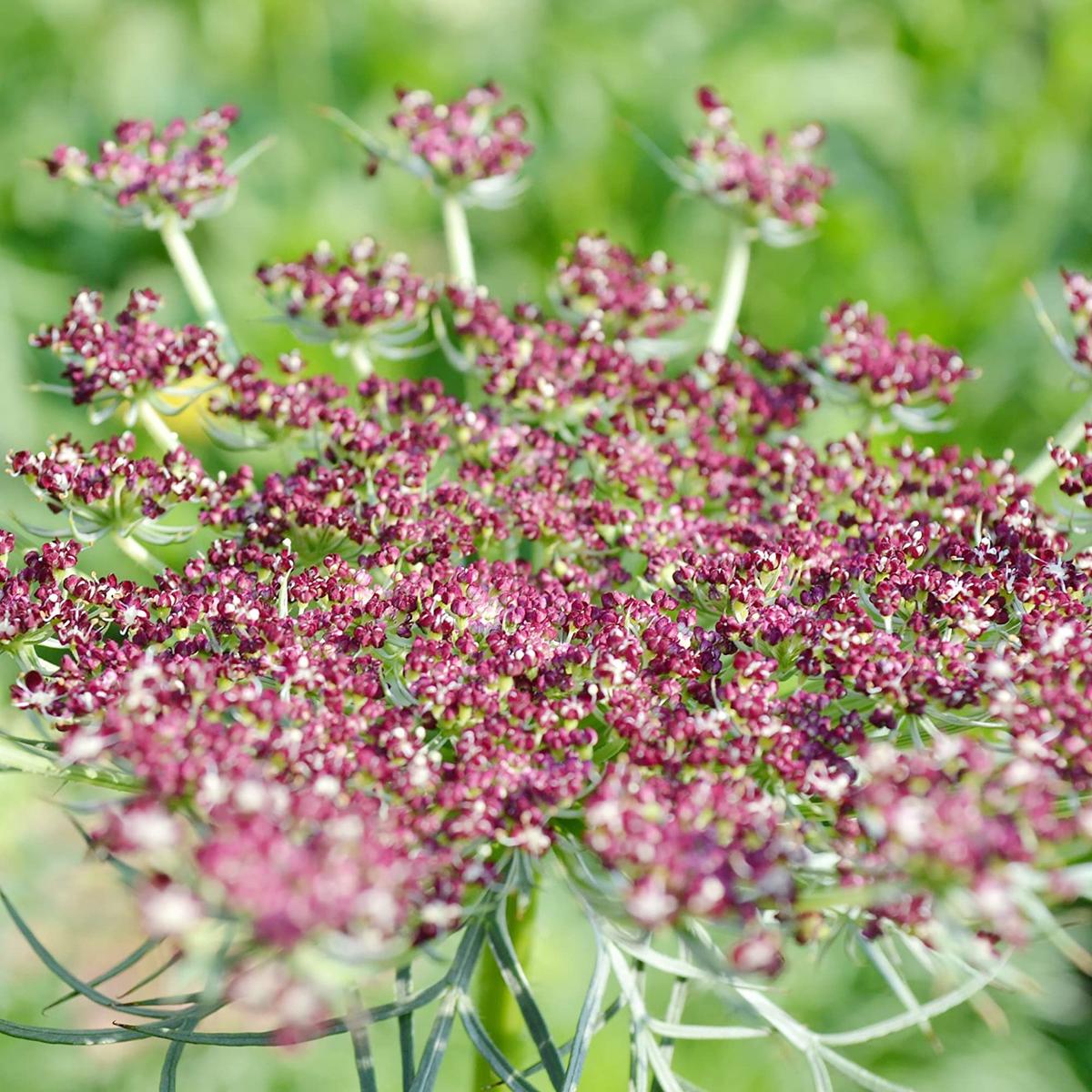 False Queen Anne's Lace Flower Seeds  Heirloom, Non-GMO Flower Seeds for Planting