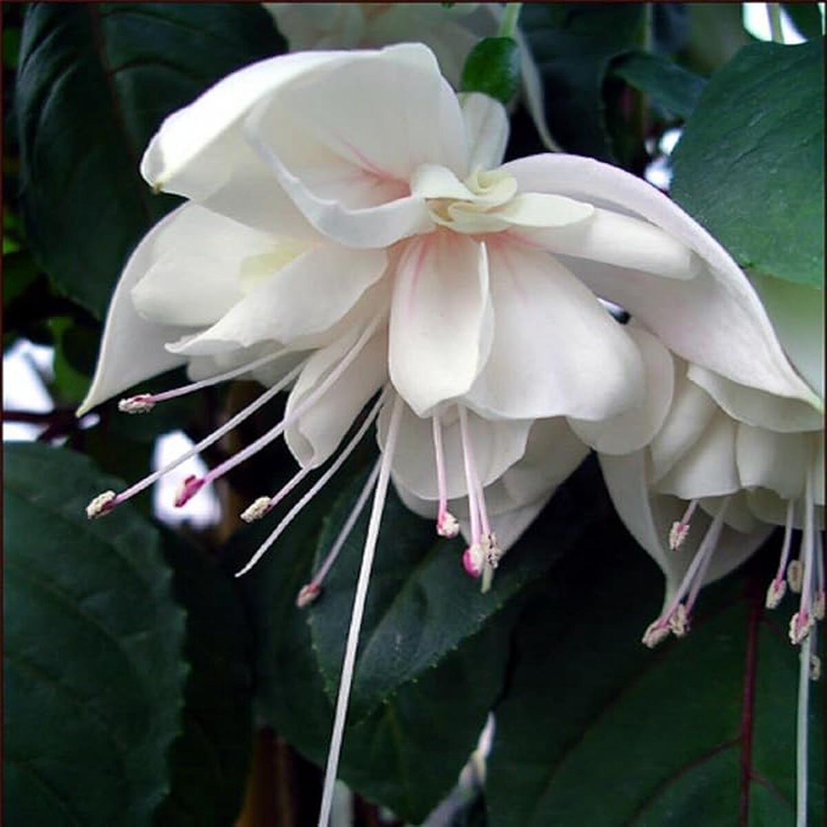 Fuchsia Flower Seeds for Planting  Hardy Variety, Heirloom & Non-GMO Seeds