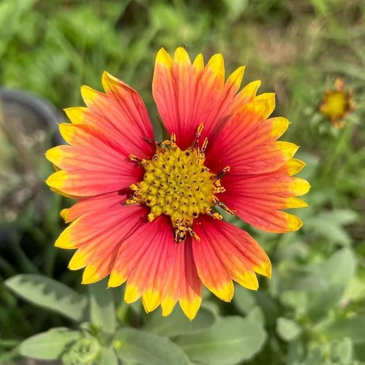 Gaillardia Kokardenblume Seeds for Planting for Flower Bed
