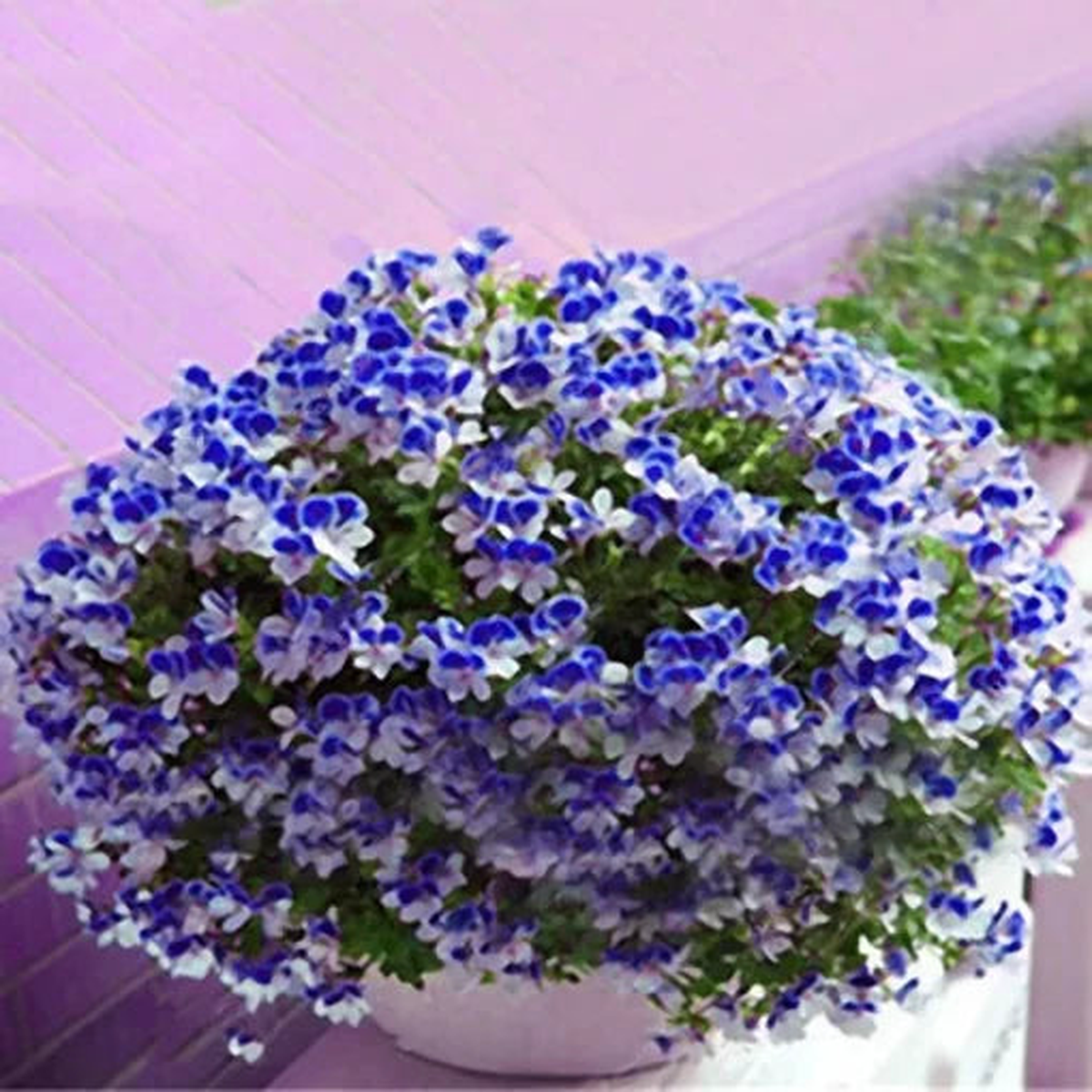 Geranium Potted Flower Seeds | Compact Perennial Balcony Geranium  Heirloom, Non-GMO, High Germination Organic Garden Seeds