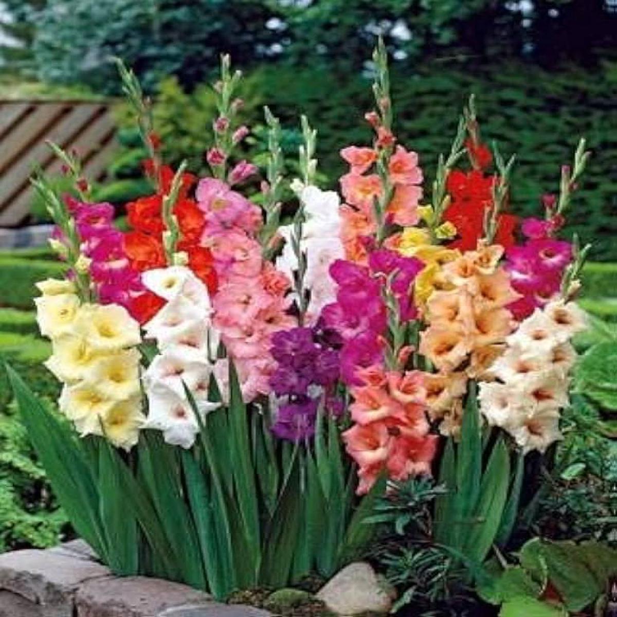 Gladiolus Gladiolus hortulanus pink flower seeds for planting in backyard garden beds
