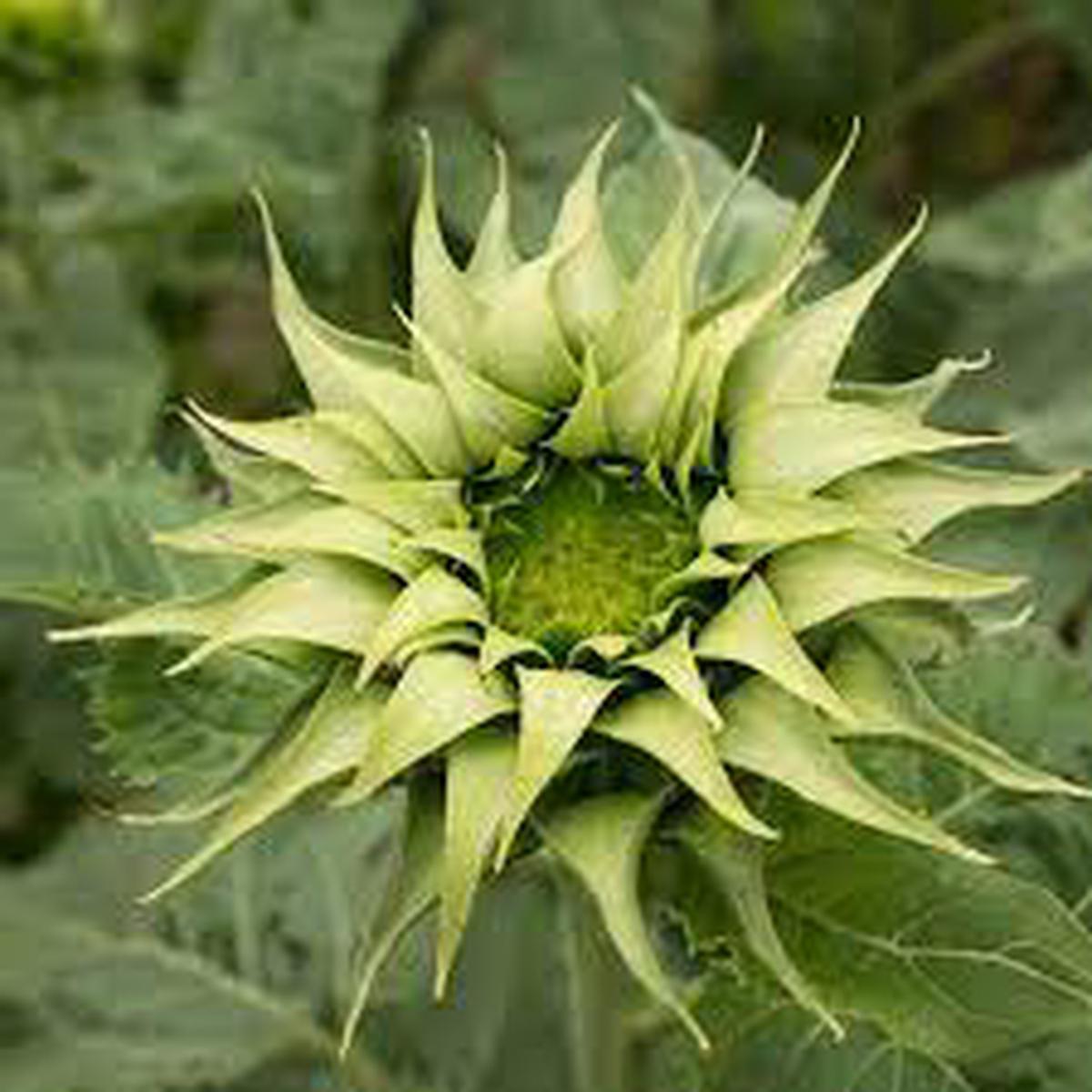 Green Sunflower Seeds for Planting  Grow Unique Sunflowers in Your Garden | Non-GMO & Easy to Grow