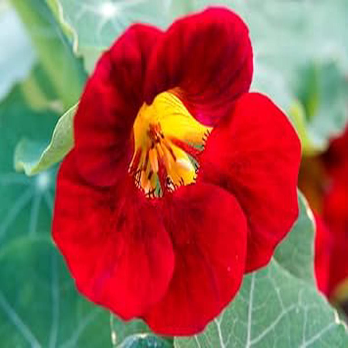 Heirloom Dark Red Nasturtium Flower Seeds for Planting  Non-GMO Organic Garden Seeds with High Germination Edible Blooms
