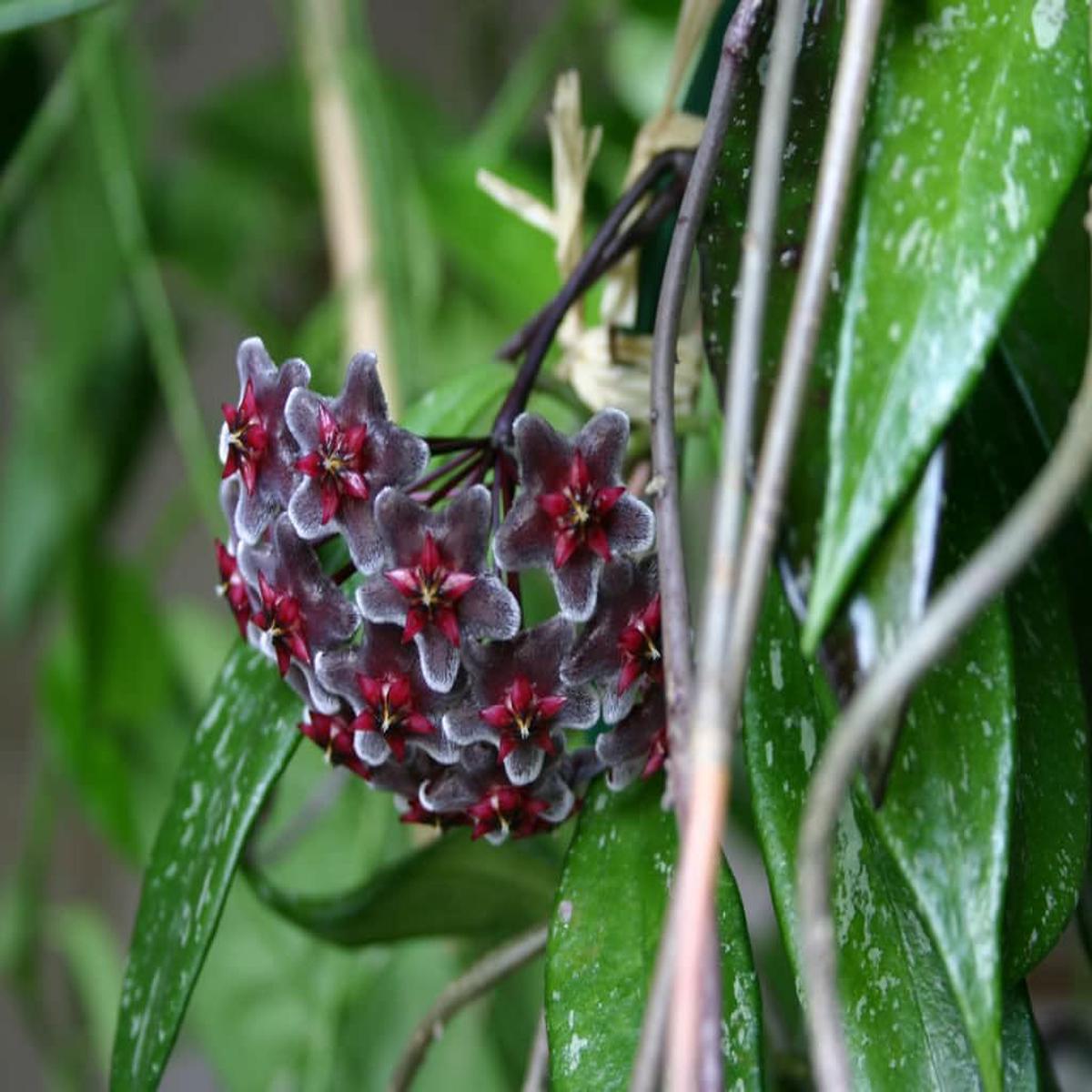 Heirloom Non-GMO Black Red Hoya Flower Seeds for Planting | Rare Tropical Organic Garden Seeds with High Germination