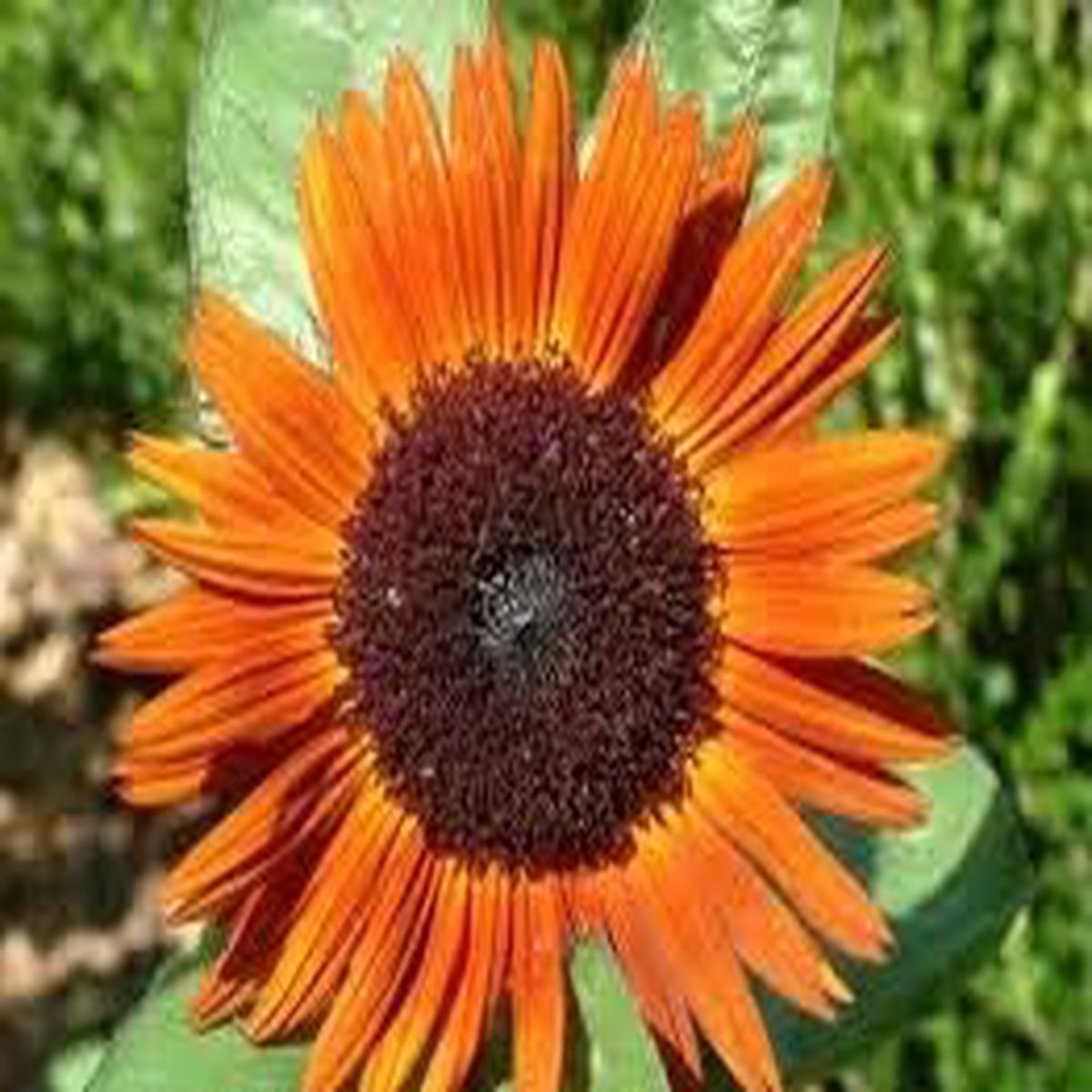 Heirloom Non-GMO Sunflower Seeds for Planting  High Germination Organic Orange Blooms for Garden