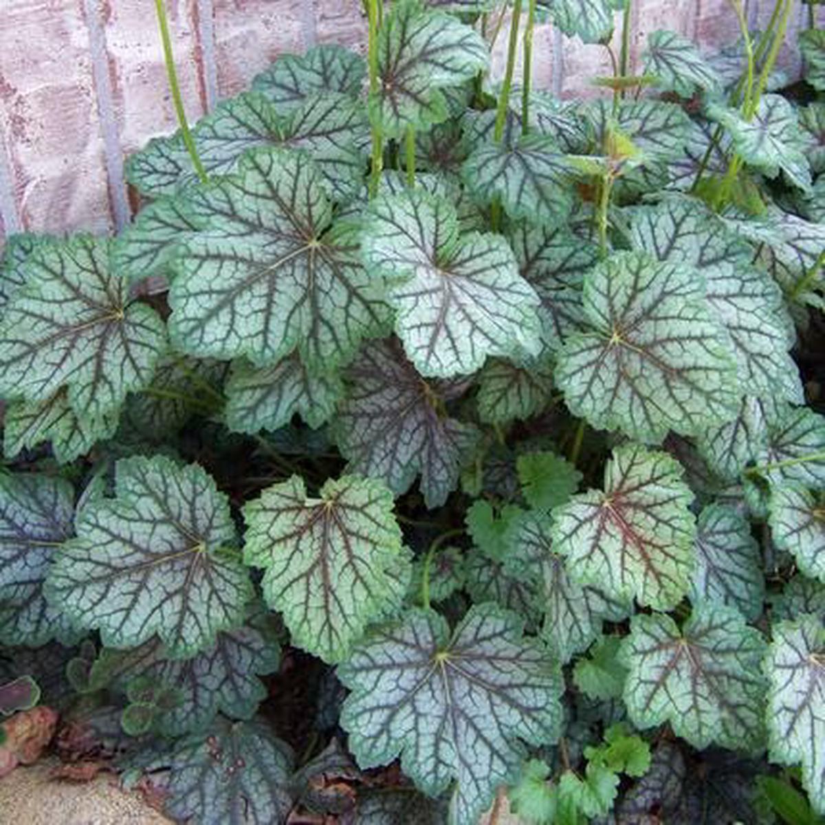 Heuchera Green - Heirloom, Non - Gmo Seeds
