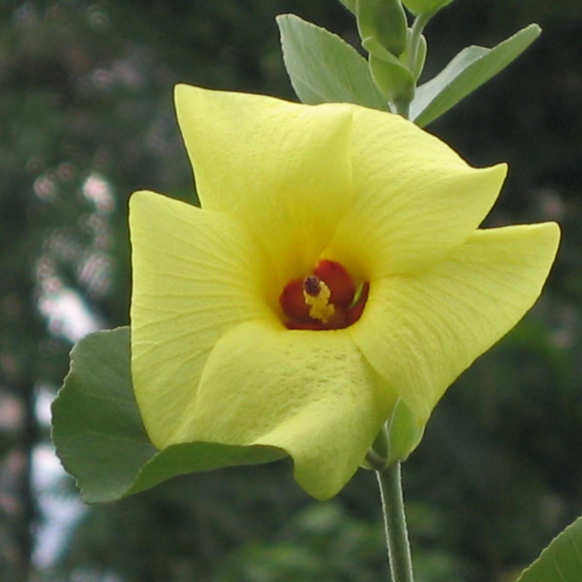 Hibiscus hamabo Flower Seeds for Planting Heirloom, Non-GMO, Coastal Tolerant, Perennial