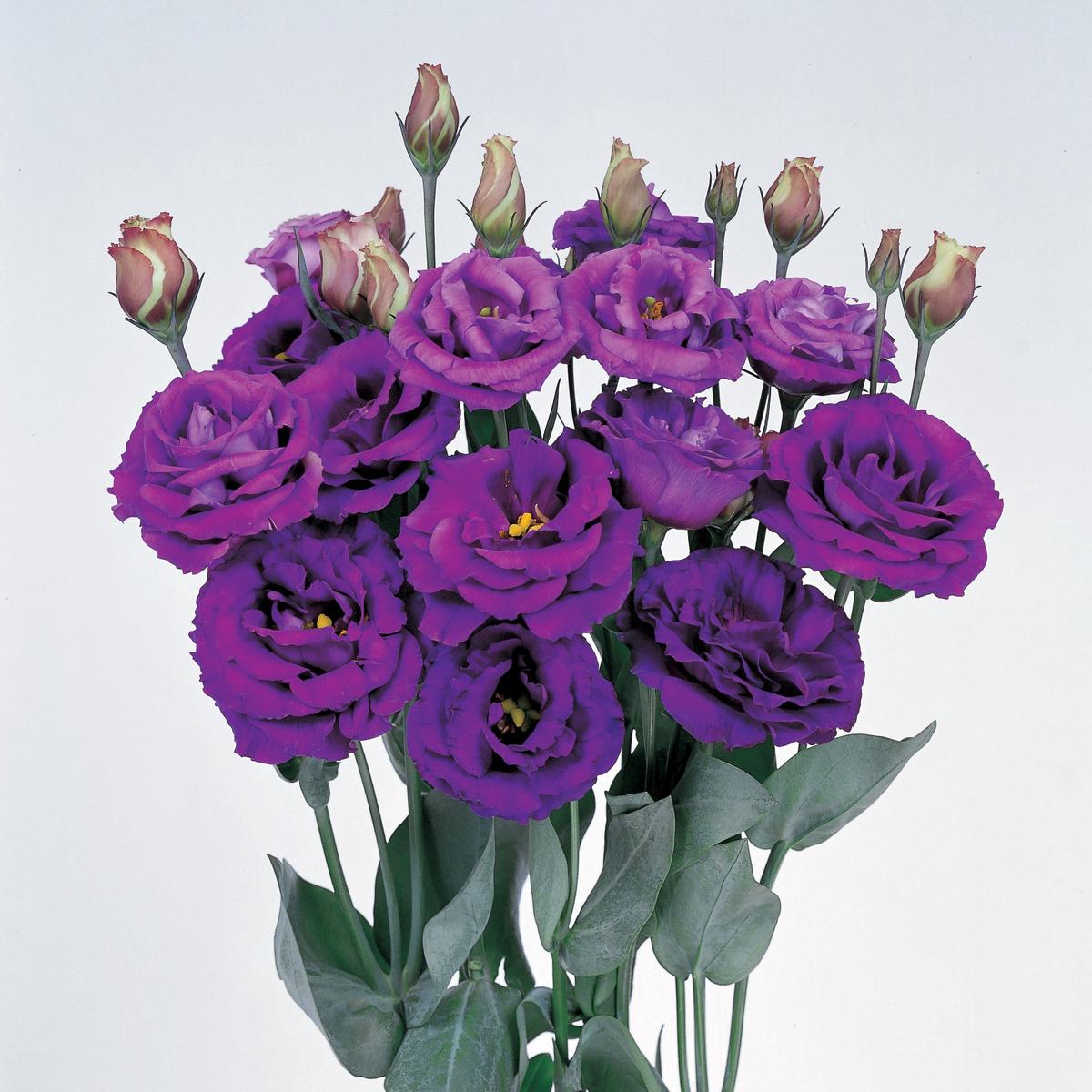 Lisianthus Rosita 2 Purple Seeds Rich Purple Blooms for Elegant Gardens & Bouquets
